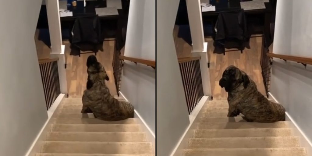 She Discovers What Her Dog Does When Alone: 2.4 Million People Can’t Stop Laughing