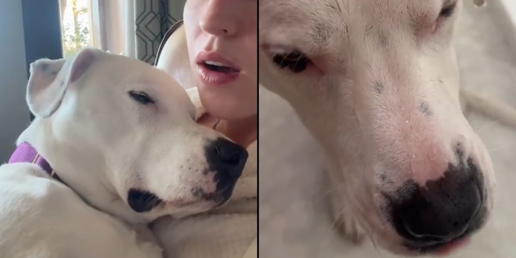 Watch: Adorable Pitbull Does Everything to Avoid Bath Time