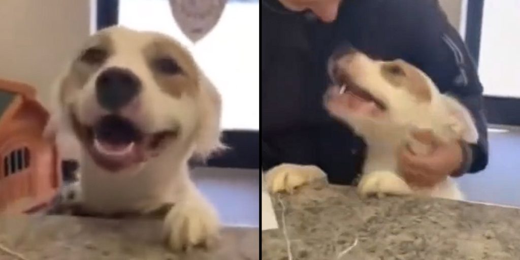 Video of shelter dog’s reaction to getting adopted goes viral