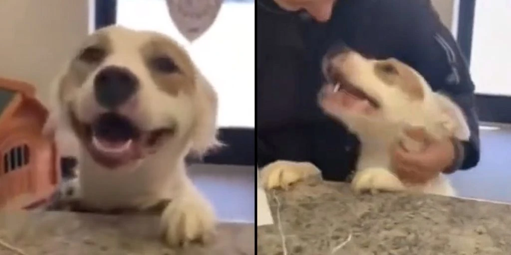 Video of shelter dog’s reaction to getting adopted goes viral