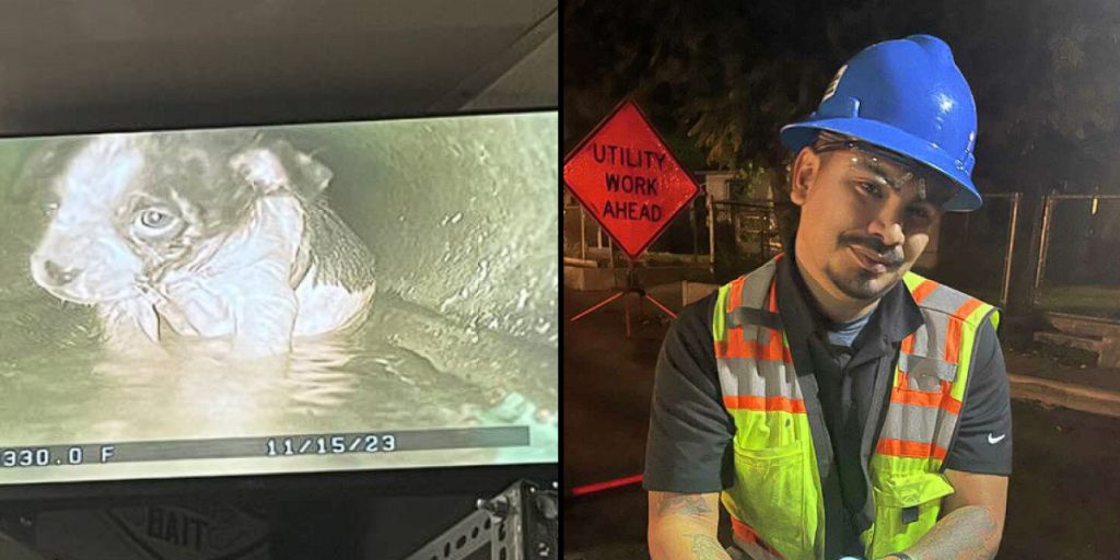 Tiny puppy rescued from sewer in 8-hour operation