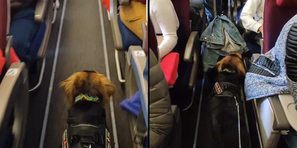 Passengers surprised seeing a dog board the plane: Their reaction says it all