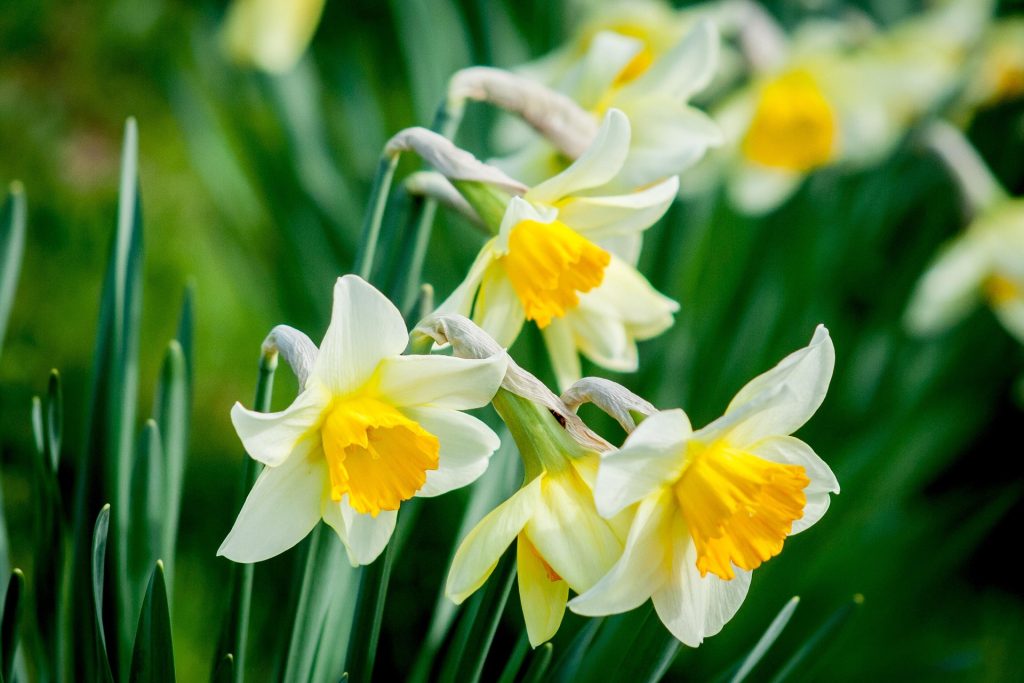 A Simple Five-Minute Tip to Make Your Daffodils Bloom Even Better Next Year