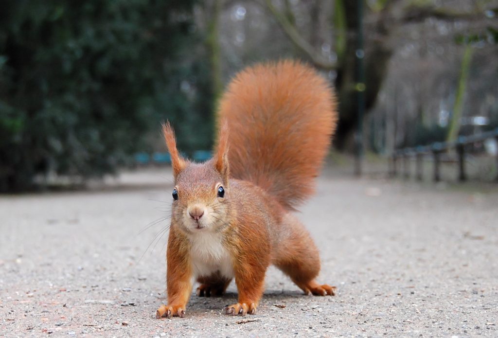 Did Leprosy in the UK Spread from Squirrels to Humans, or Was It the Other Way Around?