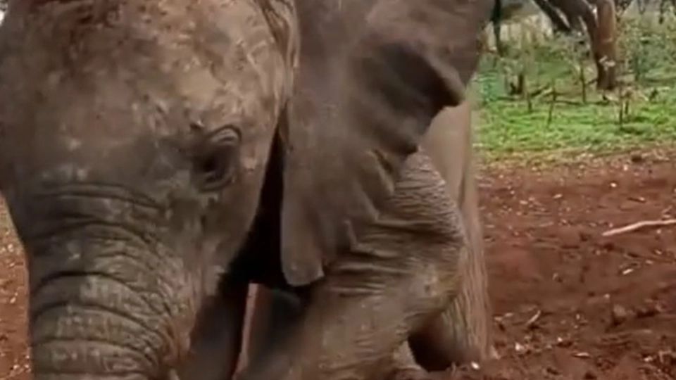 Playful elephants go viral: Watch the sweet video