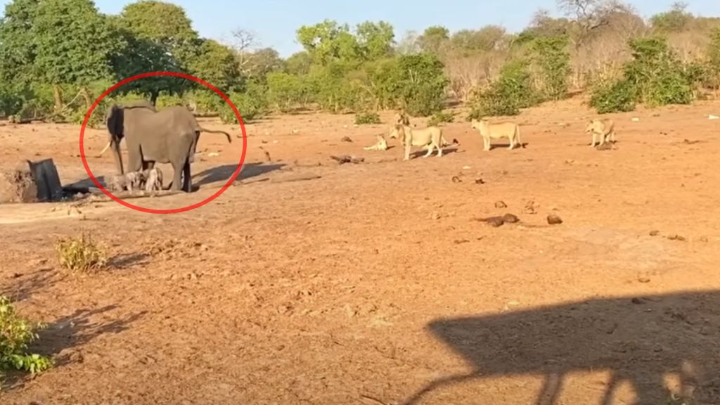 Weak and Thirsty Mother Elephant Forced to Give Up on Newborn Twin to Save the Other During Lion Attack