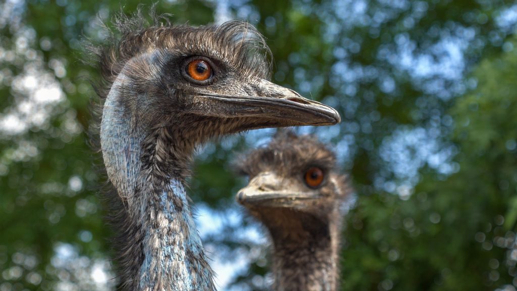 Which Bird Is Most Dangerous to Humans?
