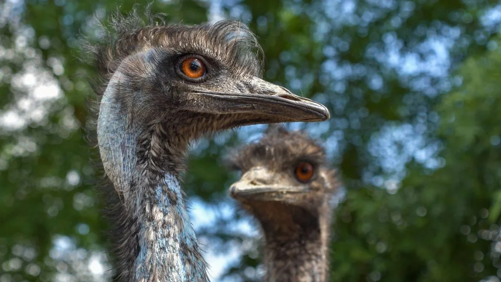 Which Bird Is Most Dangerous to Humans?