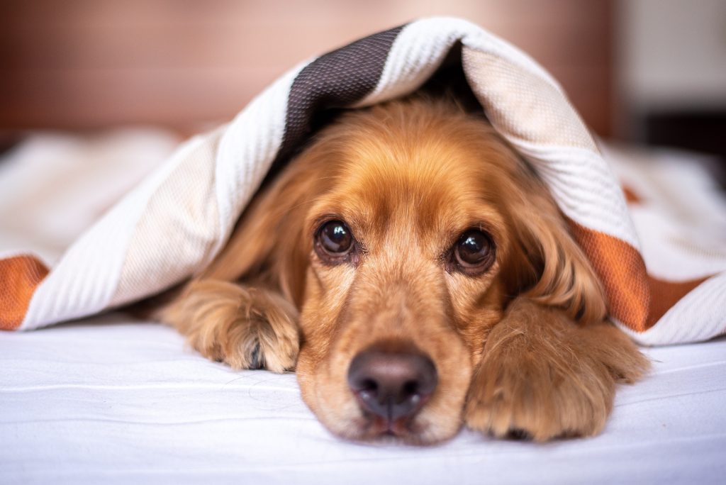 This Popular Dog Breed Isn’t Ideal for Families, Says Expert
