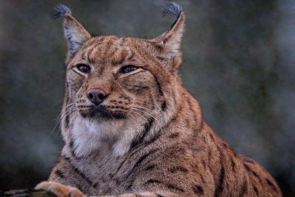 A Remarkable Recovery: Lynx Ibérico No Longer Endangered