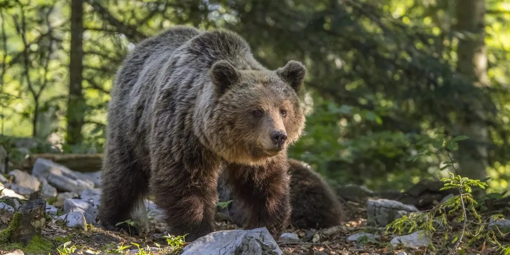 Curious Evolutionary Trend Uncovered of Large Animals Shrinking