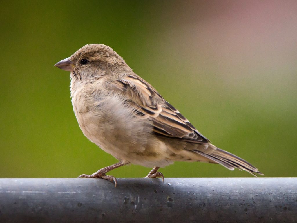 How Eating Their Own Droppings Are Crucial for Birds’ Survival