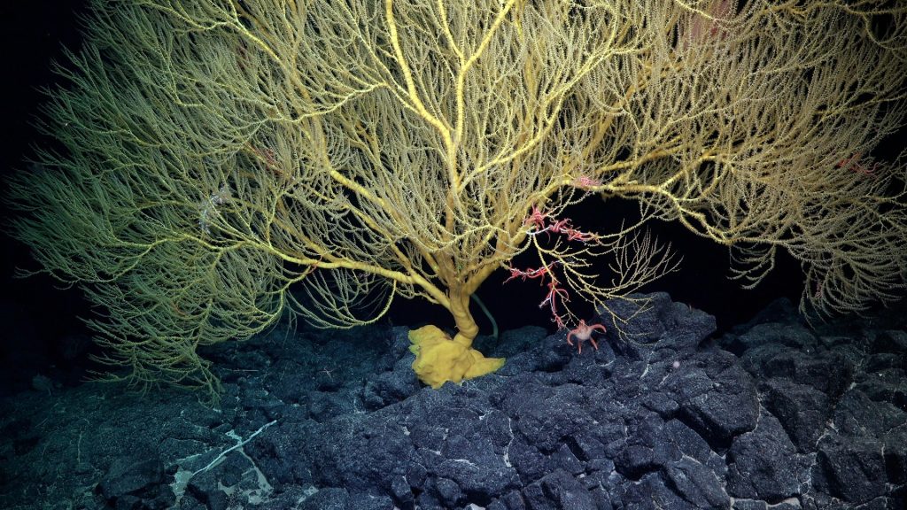 Deep-Sea “Spaghetti Monster” Found on Newly Discovered Underwater Mountain