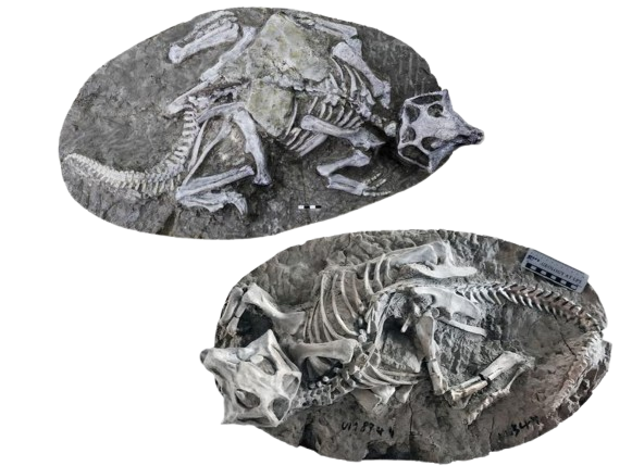 Scientists Were Wrong: World’s Best-Preserved Dinosaur Fossils Reveal Surprising New Theory