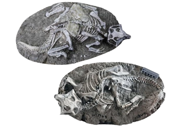 Scientists Were Wrong: World’s Best-Preserved Dinosaur Fossils Reveal Surprising New Theory