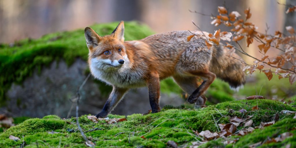 What to Do When Encountering These 10 Animals in the Wild