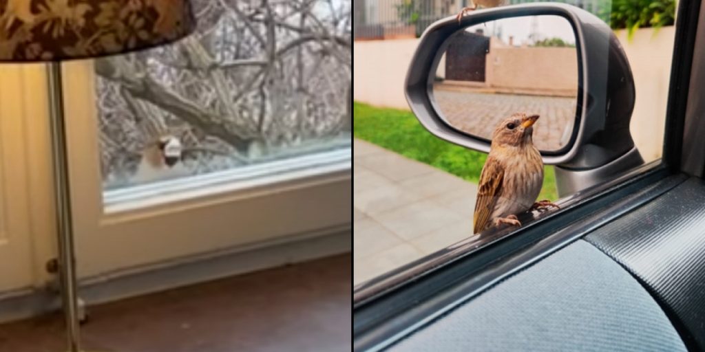 Why Birds Tap on Windows