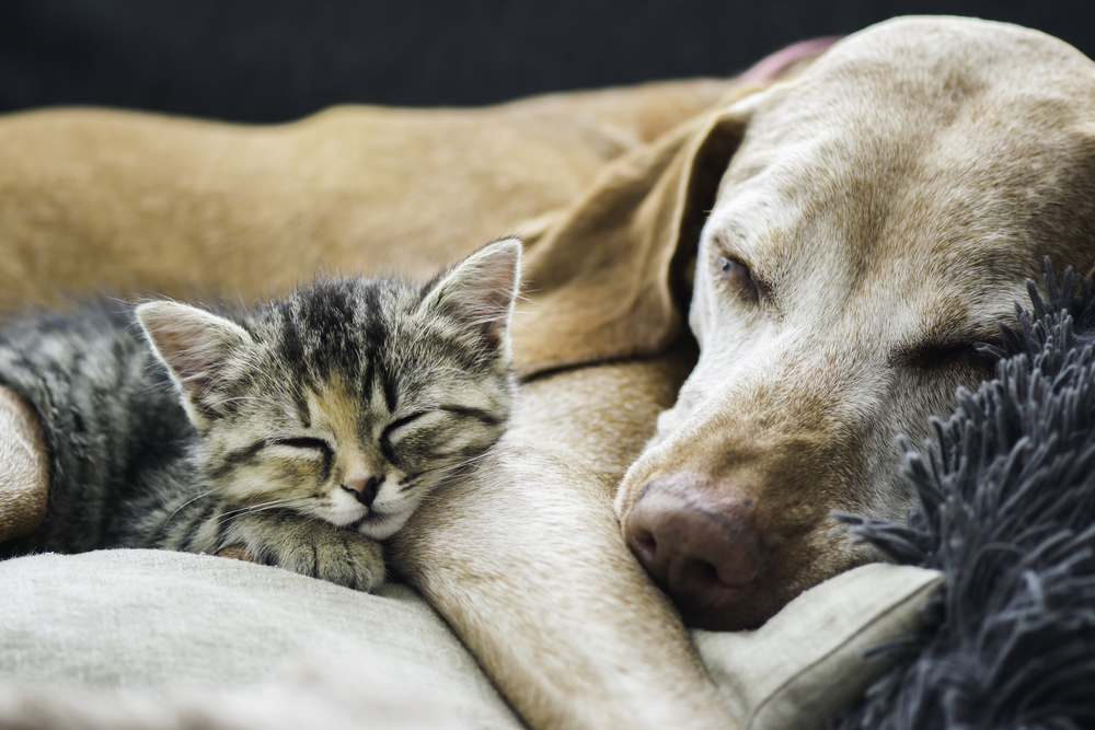 Is Your Dog Getting Older? Here Are 12 Signs That Your Dog Is Aging
