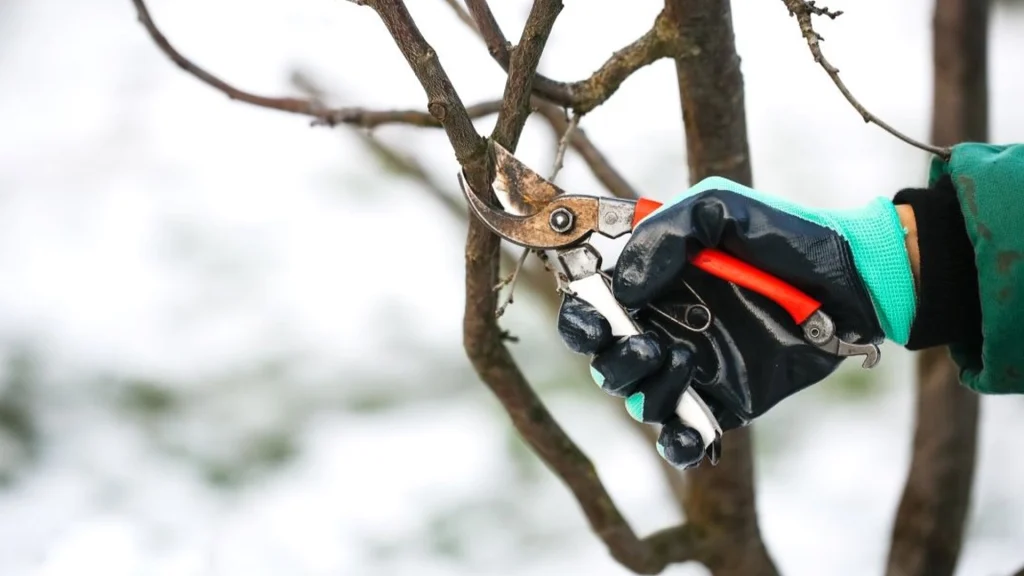 4 Simple Tasks – What Your Garden Needs in January