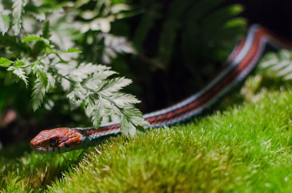 Birdbaths: A Hidden Invitation for Snakes in Your Backyard