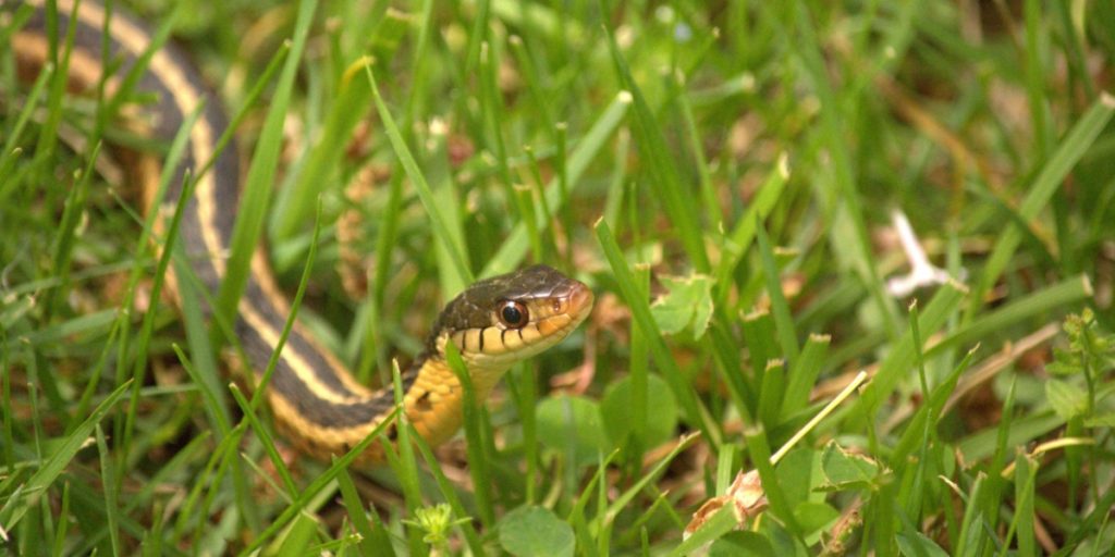 Unwanted Guests: How to Prevent Snakes from Moving Into Your Yard