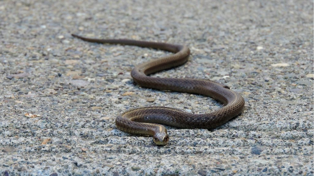 28 Snakes Escape Camper After Highway Crash
