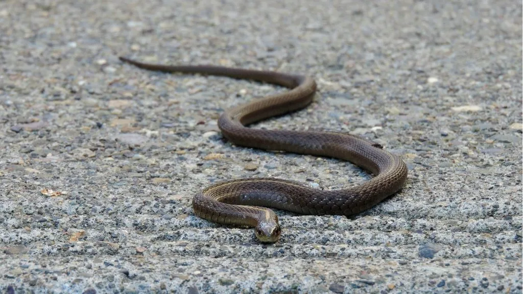 28 Snakes Escape Camper After Highway Crash