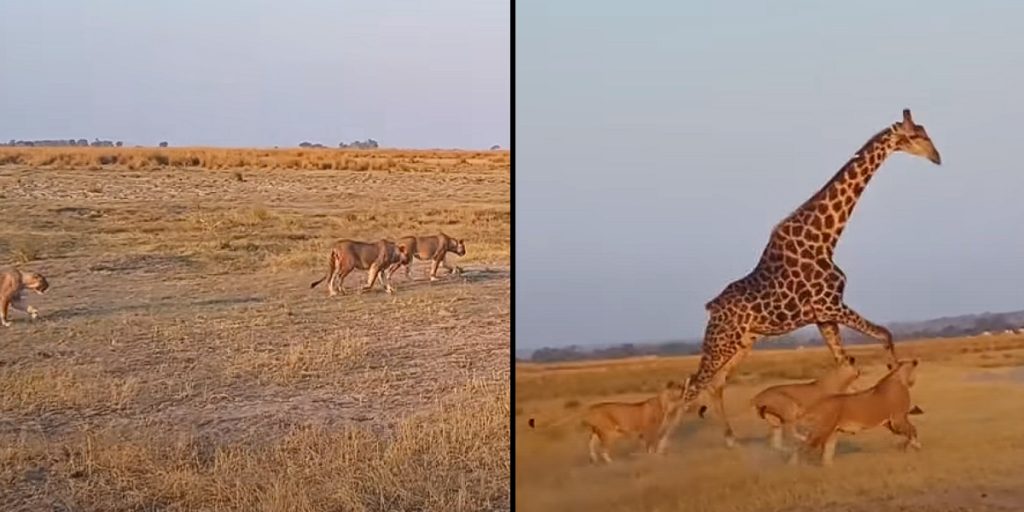 20 lions surprise a peacefully drinking giraffe – Now watch the giraffe’s reaction