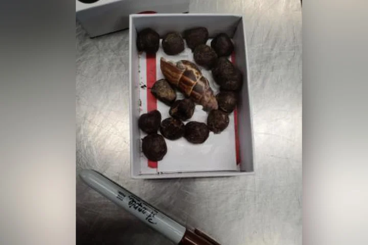 Airport customs catches woman with giraffe dung: Her intentions were unbelievable