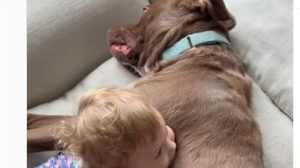 Little girl wants to kiss a pitbull: Then something unexpected happens