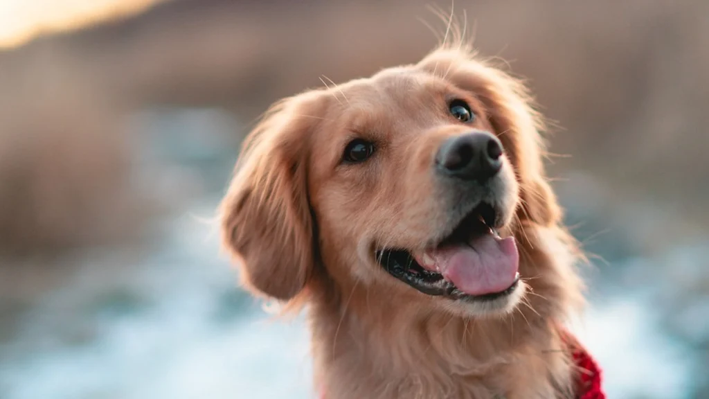 Golden Retriever Meets “Little Brother” for the First Time