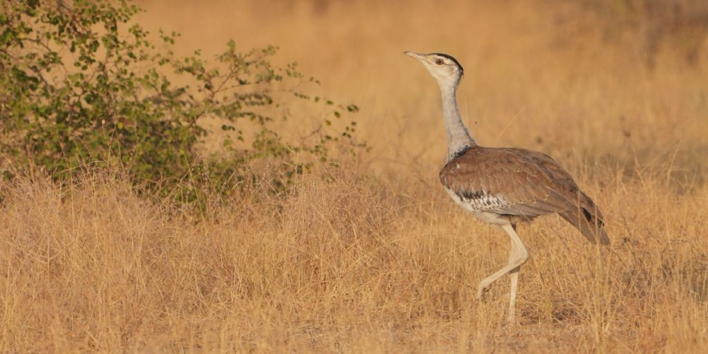 A Whisky to Save India’s Critically Endangered Bird