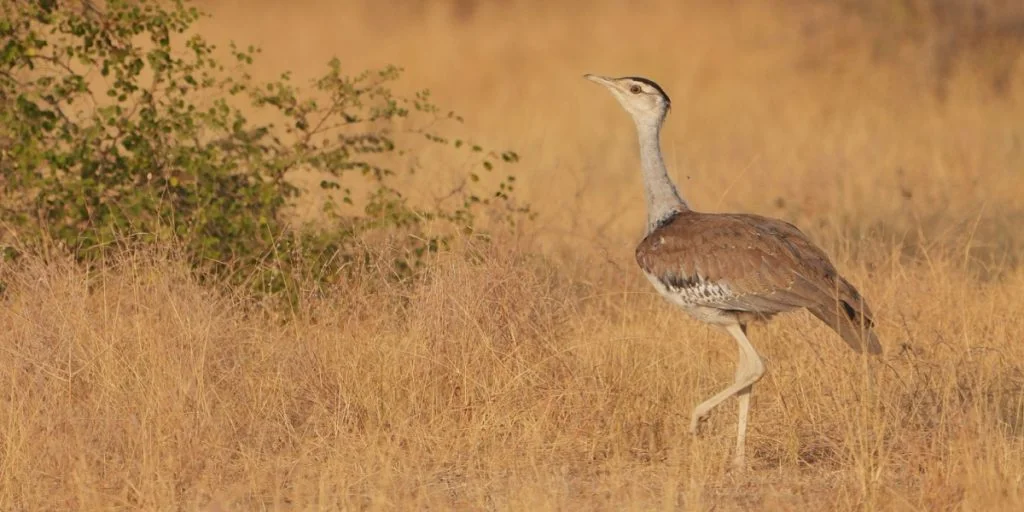 A Whisky to Save India’s Critically Endangered Bird