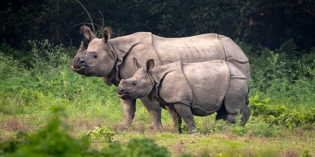 Endangered Rhinos Drown in Flooded Indian National Park