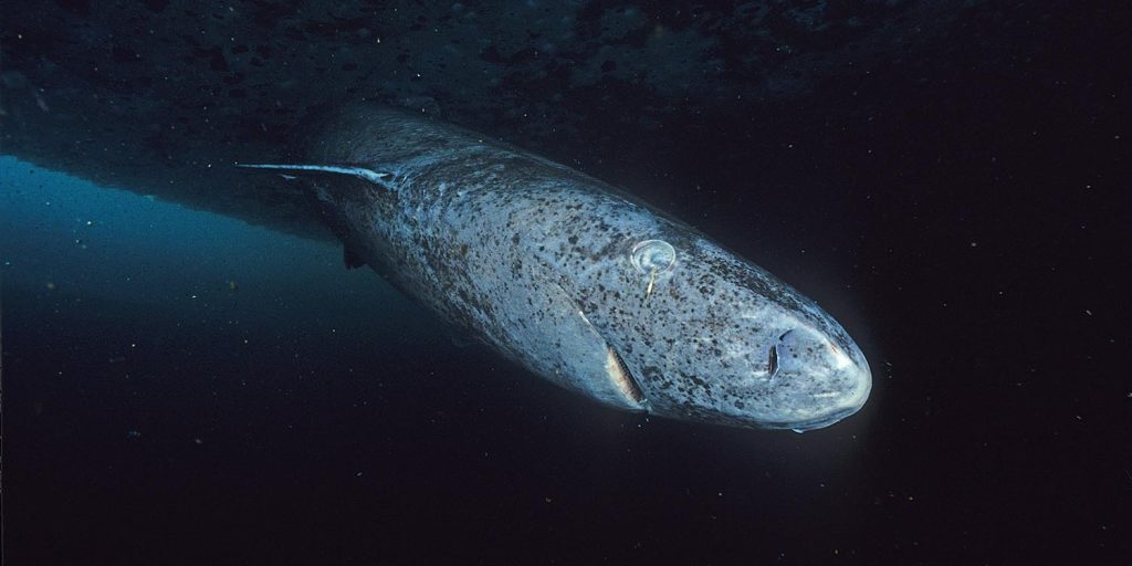 Centuries-Old Greenland Sharks May Hold Key to Human Longevity