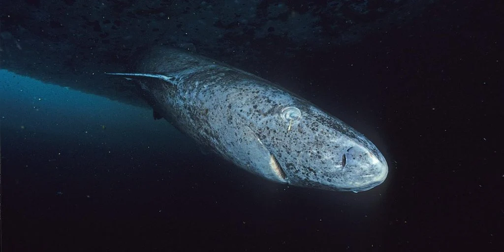 Centuries-Old Greenland Sharks May Hold Key to Human Longevity