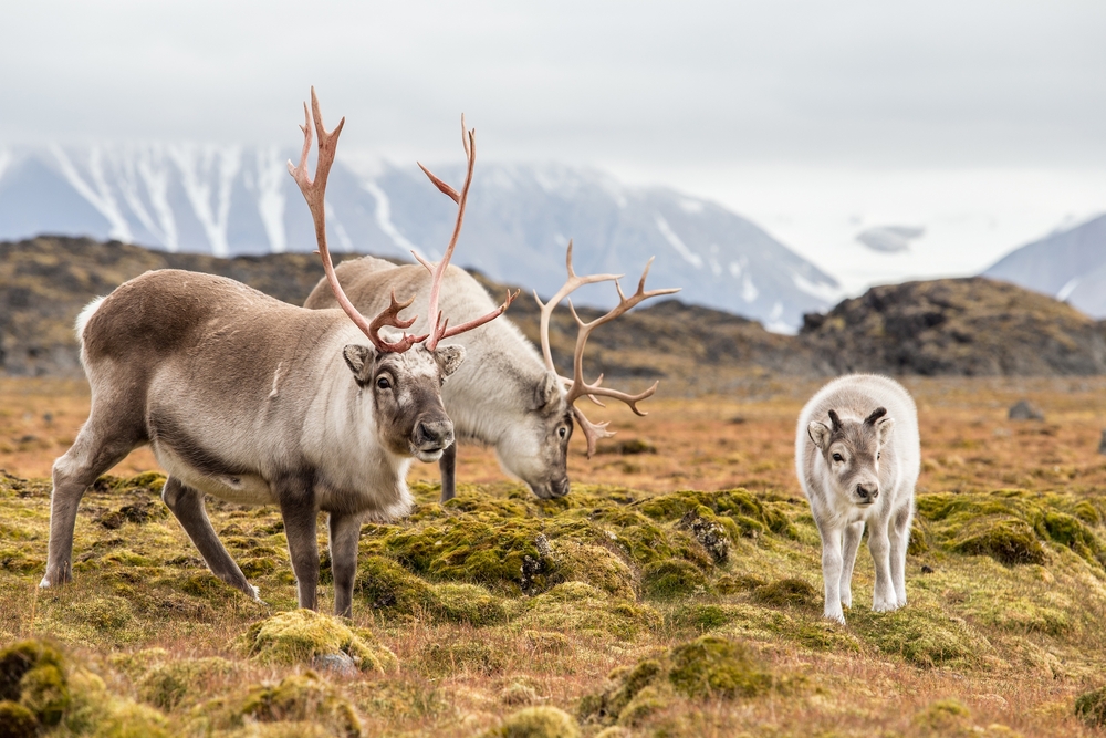 The Vikings Ruled Greenland for Centuries—Then They Vanished. Why?