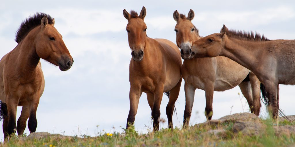 Endangered Wild Horses Return to Native Habitat After 200 Years