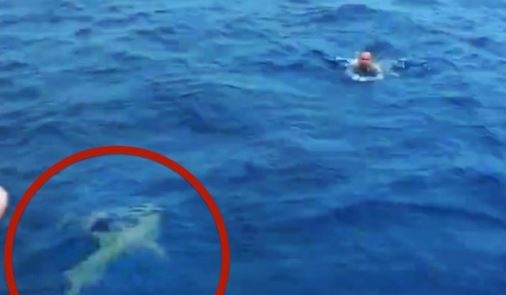 VIDEO: Octopus Rides the World’s Fastest Shark Near New Zealand