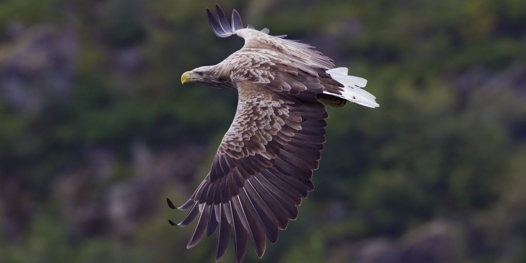 White-Tailed Eagle Has Returned After 500 Years