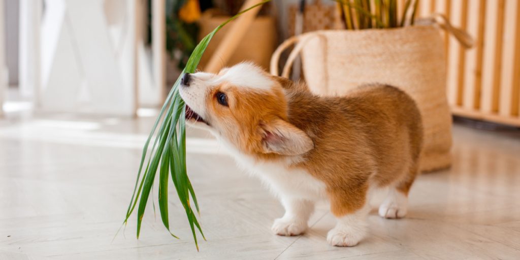 Top 5 Dog-Friendly Houseplants
