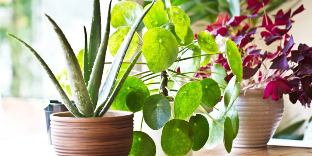 Jumpstart Your Spring Garden Indoors