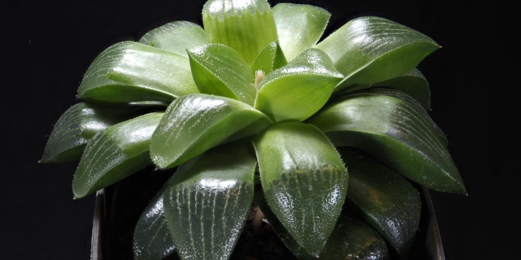 6 Low-Light Houseplants to Brighten Up Your Space