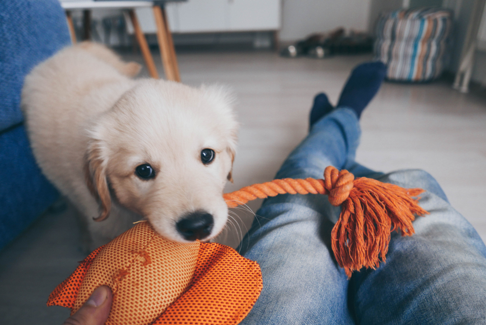 Dreaming of a City Dog? Meet the 12 Best Breeds for Apartment Living