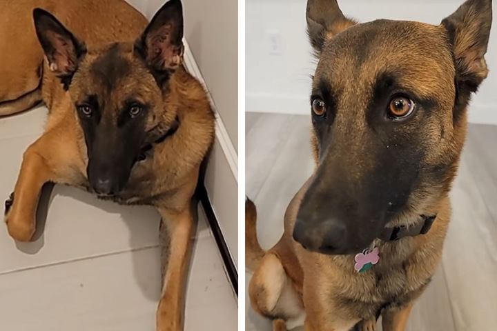 Frustrated by your dog? This man’s advice takes the internet by storm