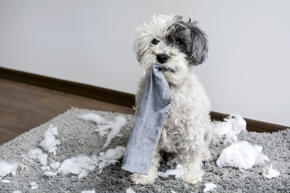 How to Train Your Dog: 14 Bad Habits and How to Fix Them