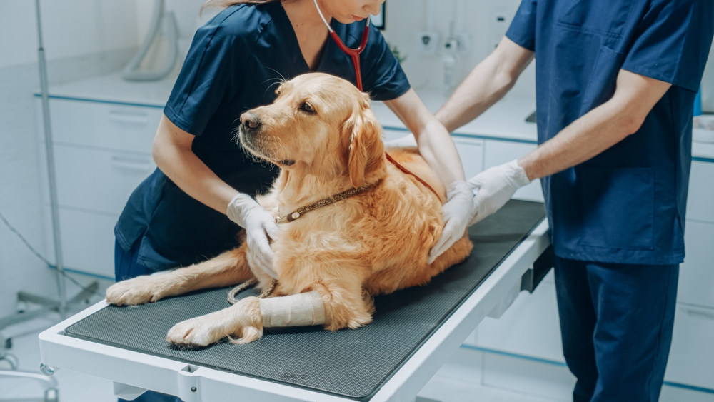 Here Are the 27 Dog Breeds That Save You the Most Money on Vet Bills
