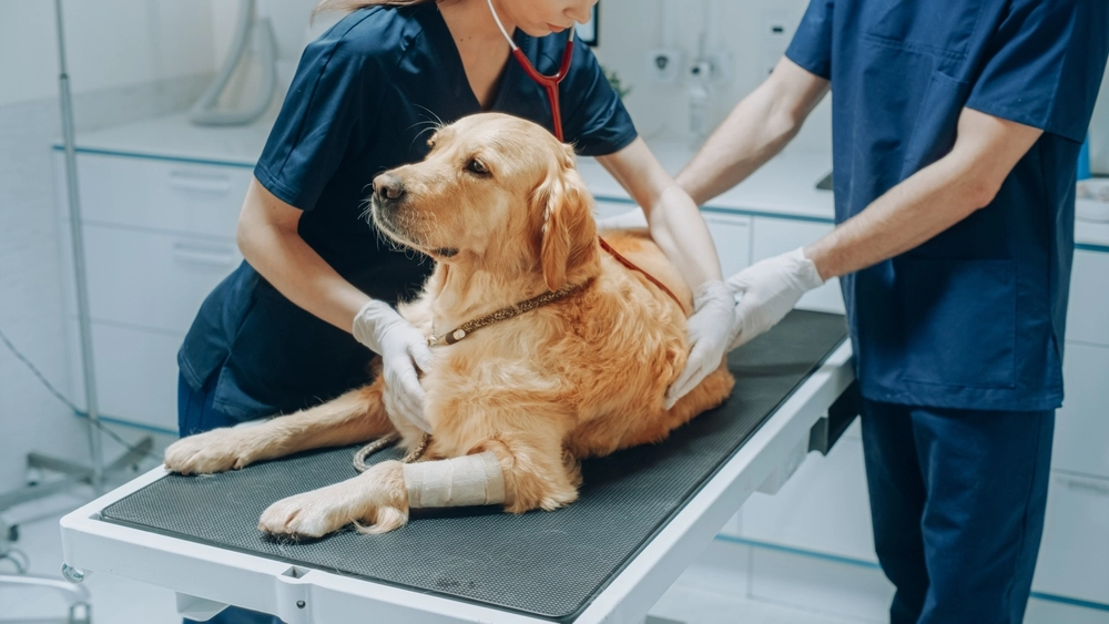 Here Are the 27 Dog Breeds That Save You the Most Money on Vet Bills