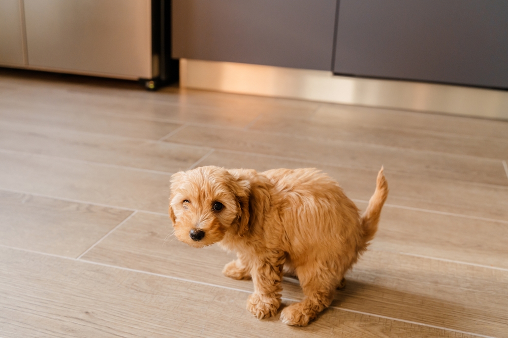 These Are The Things You Absolutely Shouldn’t Do: Raising A Dog Properly