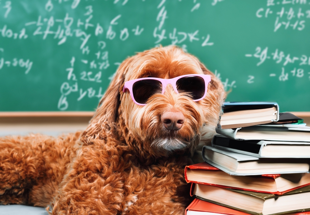 Do You See Yourself As a Dog Expert? Test Yourself with This Dog Quiz